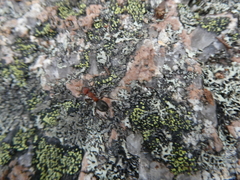 Formicinae