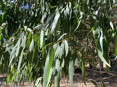 Eucalyptus globulus
