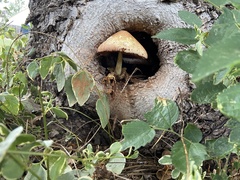 Volvariella bombycina