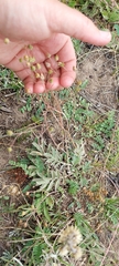 Potentilla hippiana