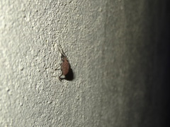 Otiorhynchus