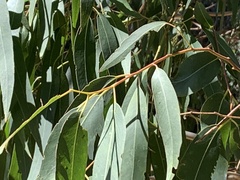 Eucalyptus globulus