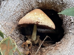 Volvariella bombycina