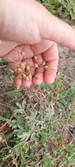 Potentilla hippiana