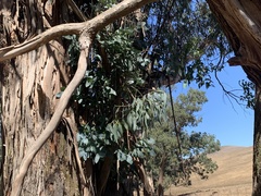 Eucalyptus globulus