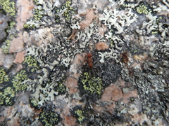 Formicinae