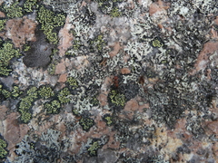 Formicinae