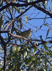Vireo cassinii