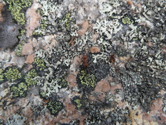 Formicinae