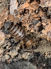 Ammopelmatus