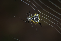 Micrathena pungens