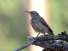 Salpinctes obsoletus