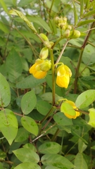 Senna occidentalis