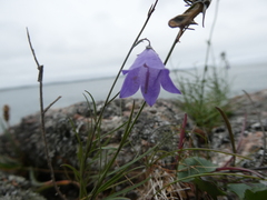 Campanula