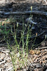 Stephanomeria tenuifolia