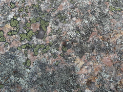 Formicinae