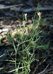 Stephanomeria tenuifolia