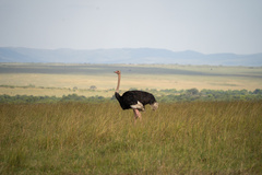 Struthio camelus massaicus