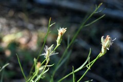 Stephanomeria tenuifolia