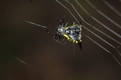 Micrathena pungens