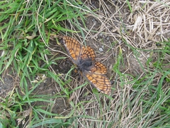 Euphydryas cynthia