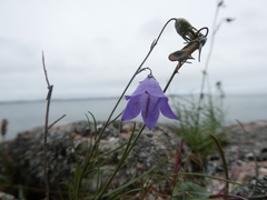 Campanula