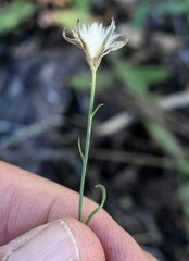Stephanomeria tenuifolia