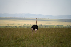 Struthio camelus massaicus