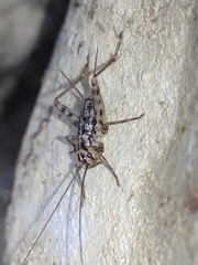 Gryllomorpha