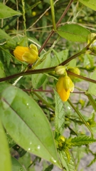 Senna occidentalis