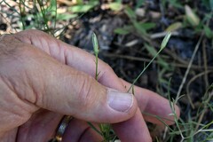 Stephanomeria tenuifolia
