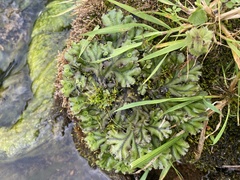 Marchantia polymorpha polymorpha