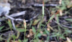 Stephanomeria tenuifolia