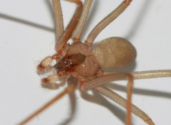 Loxosceles rufescens