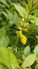 Senna occidentalis