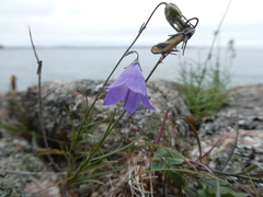 Campanula