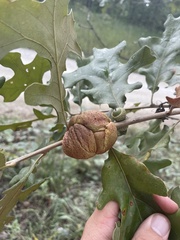 Disholcaspis spongiosa