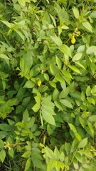 Senna occidentalis