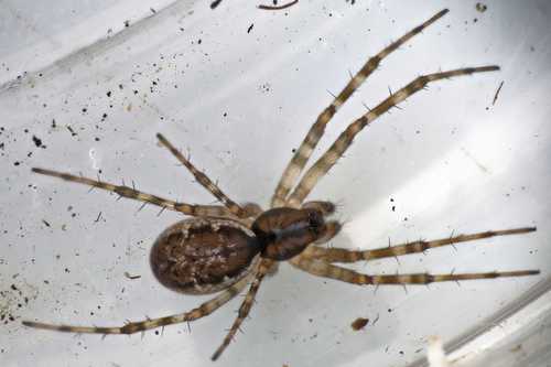 Old World Dome Sheetweaver