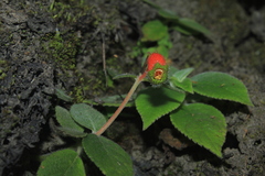 Kohleria stuebeliana