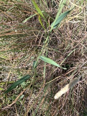 Symphyotrichum laeve