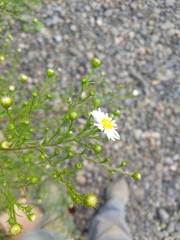 Tripleurospermum inodorum