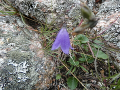 Campanula