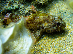 Scorpaena maderensis