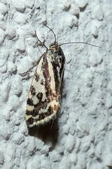 Acontia trabealis