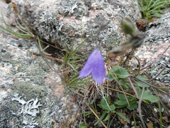 Campanula