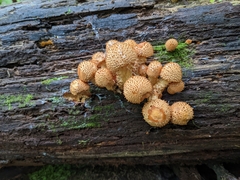 Pholiota squarrosoides