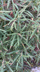 Comptonia peregrina