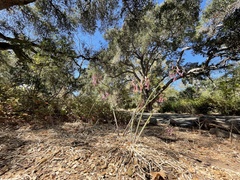 Amaryllis belladonna