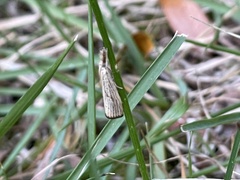 Agriphila